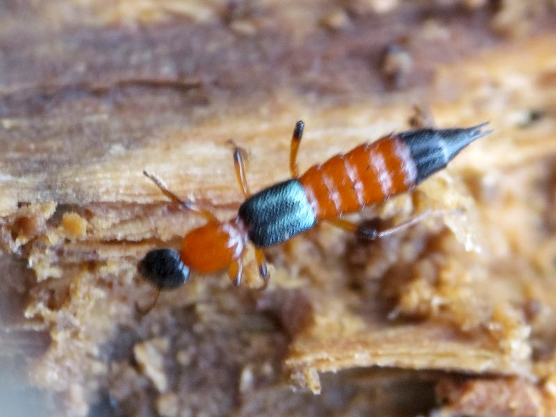 Paederus riparius (Linnaeus, 1758)